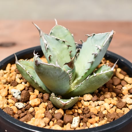 アガベ チタノタ  フェニックス "鳳凰"【発根済み/子株】C RF240004