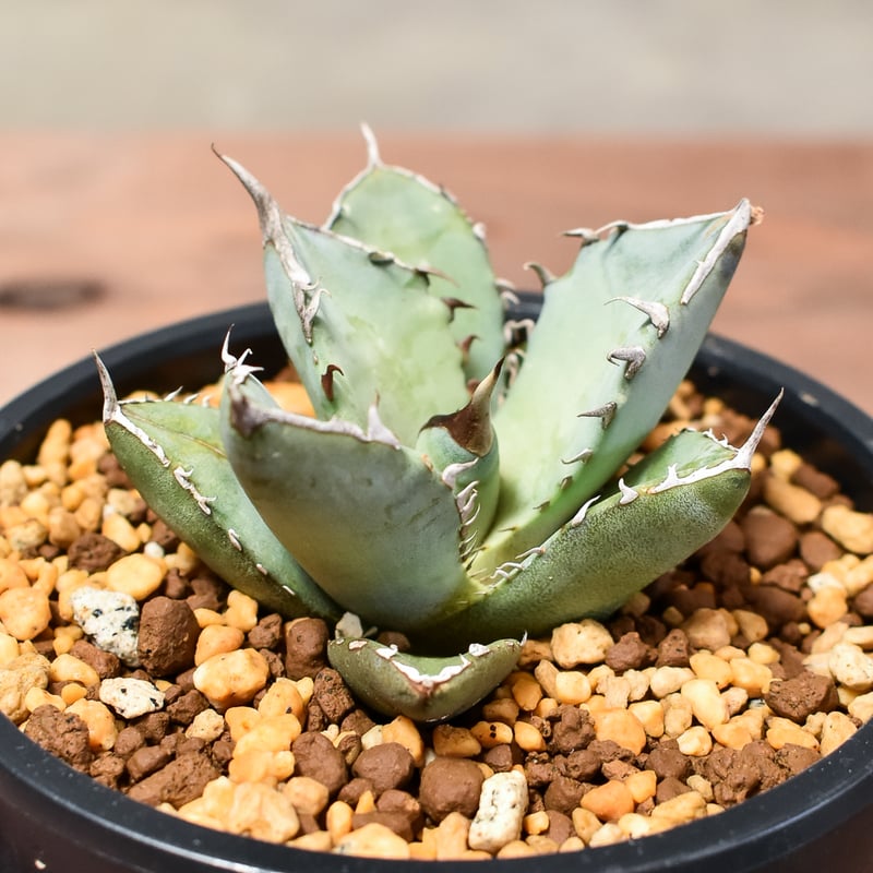 アガベ チタノタ フェニックス 