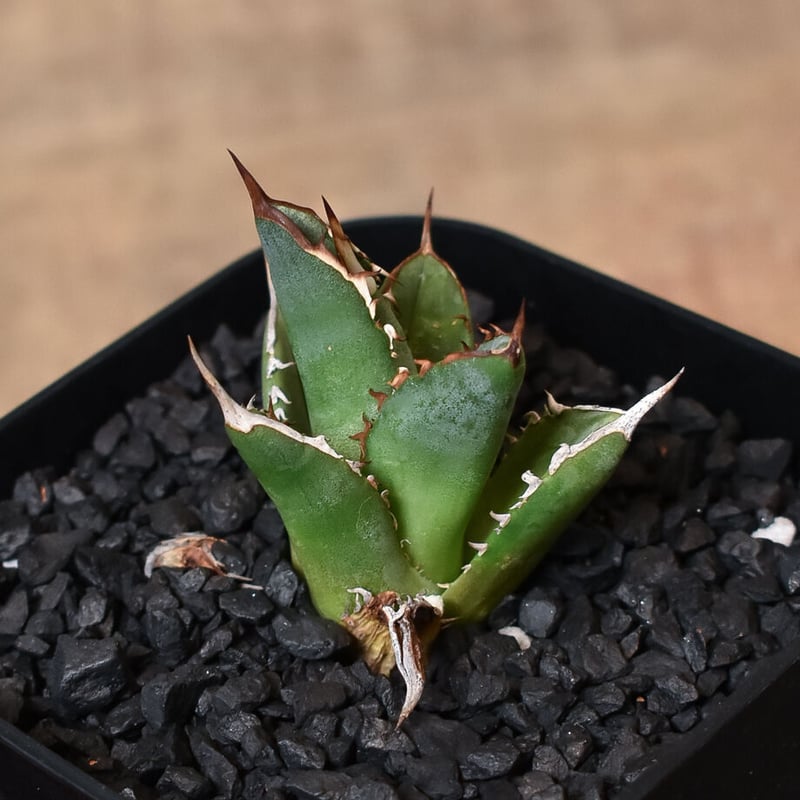 アガベ チタノタ ブラックファイヤー 