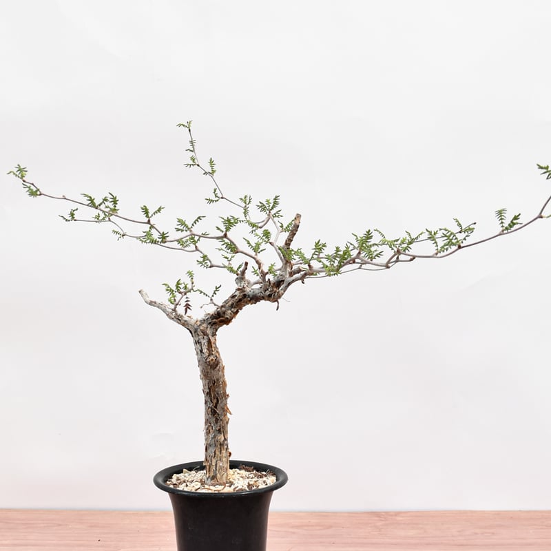 コミフォラ モンストローサ Commiphora Monstruosa Commiphora monstruosa コミフォラ モンストローサ 発根済現地株 1 |