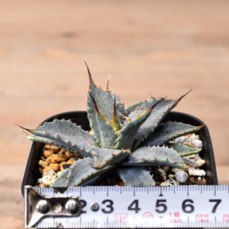 アガベ ハイブリット "特選血雷×象牙妖炎" (血斑有り個体)【台湾botanical_seeker産/選抜株】RF25011805