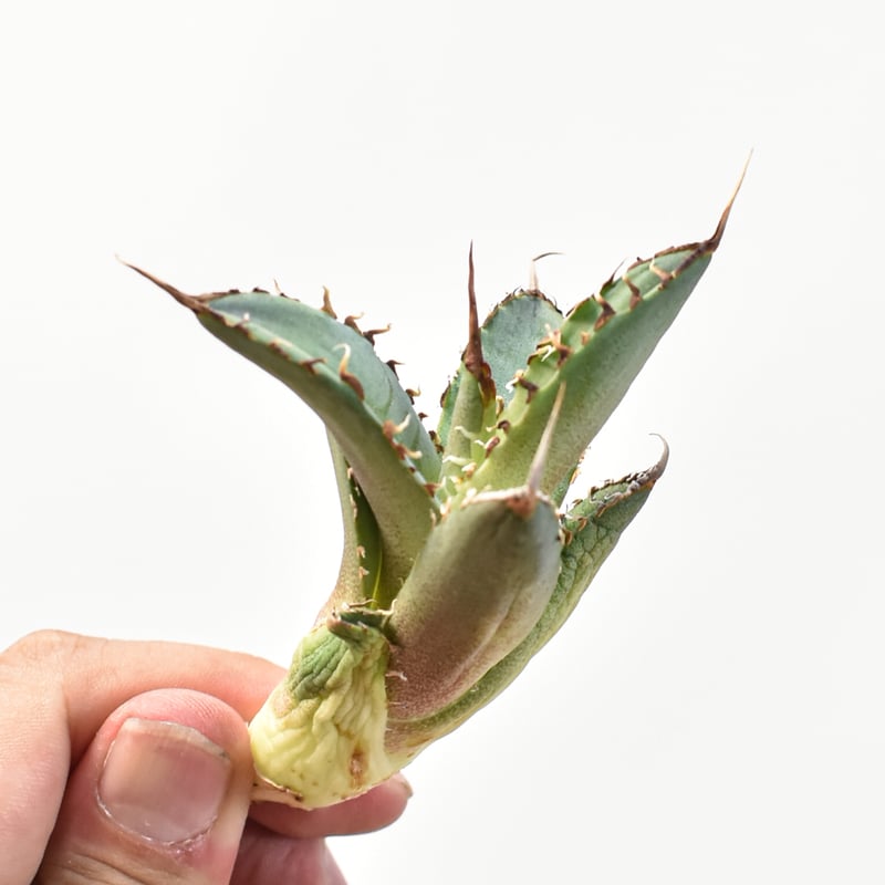 5CLAW】アガベ チタノタ 