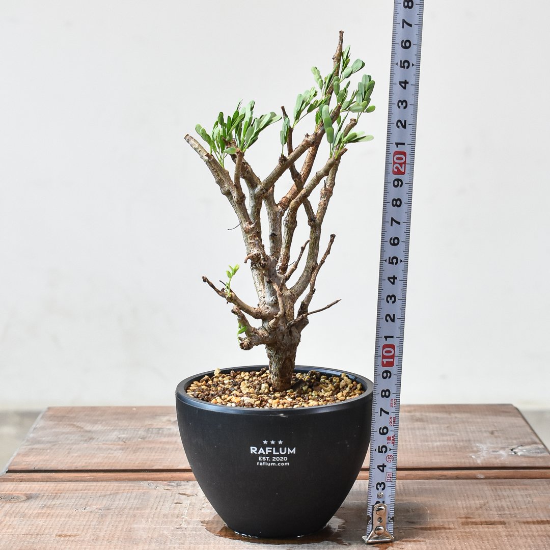 植物】センナ メリディオナリス 良型実生株 | A-PLANTS|塊根植物販売