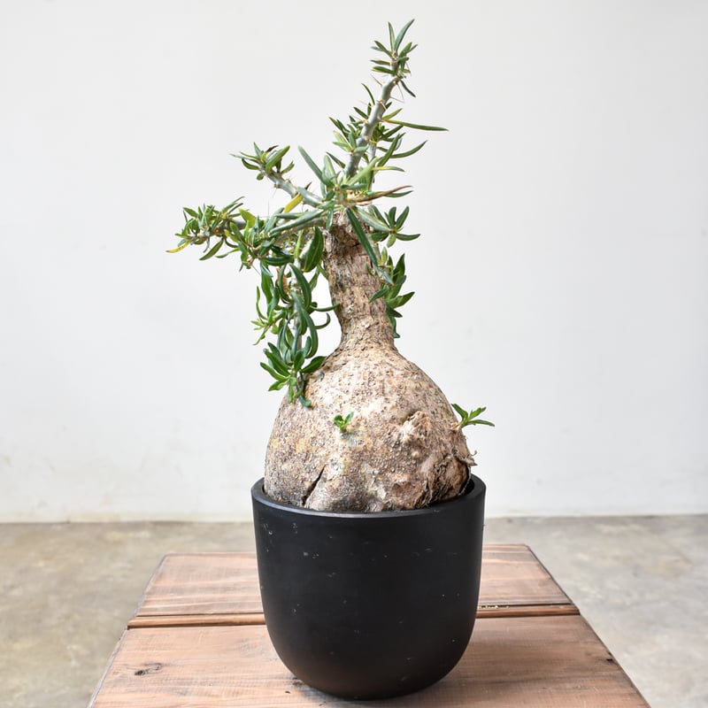 パキポディウム　ビスピノーサム　現地球　発根株　（鉢付き） 植物×鉢】パキポディウム ビスピノーサム 現地級 大株