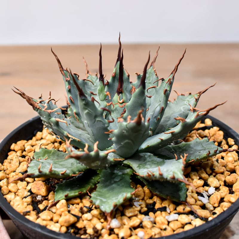 アガベ ハイブリット 特白肌怒雷神×妖炎 （ポタトラム、イシスメンシス