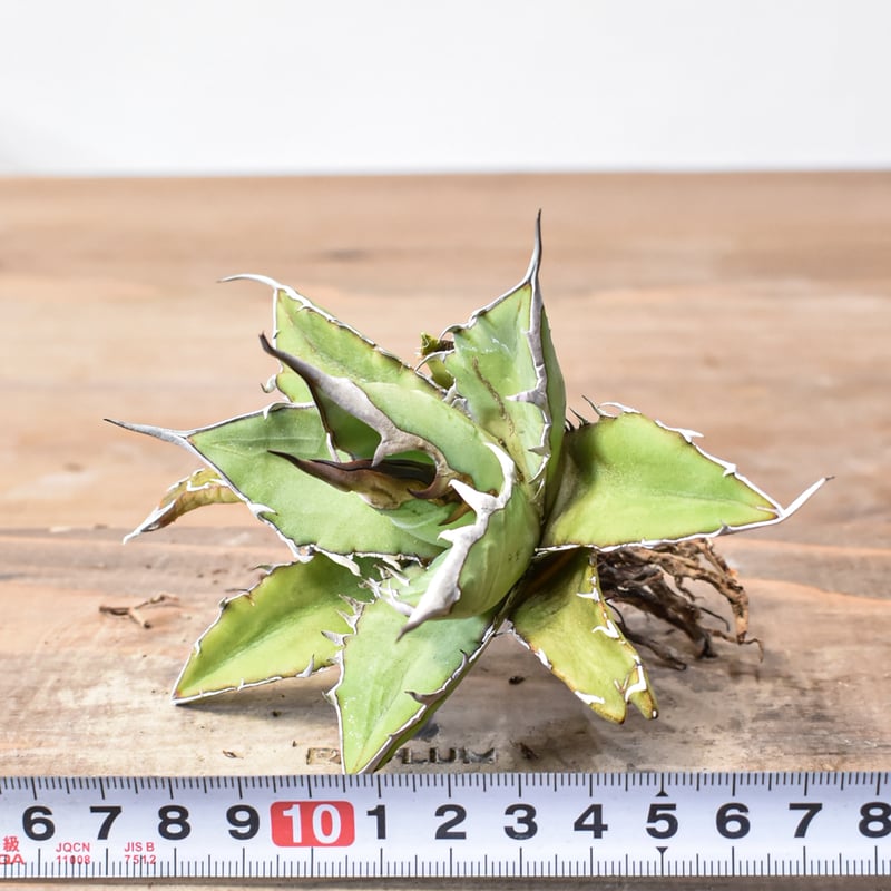 アガベ ハイブリット 