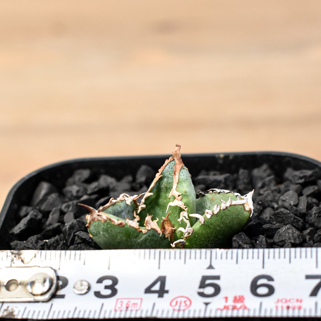 アガベ　チタノタ　オテロイ　星空　ブツブツ　OC株 アガベ チタノタ オテロイ 星空 ブツブツ OC株 アガベ オテロイ