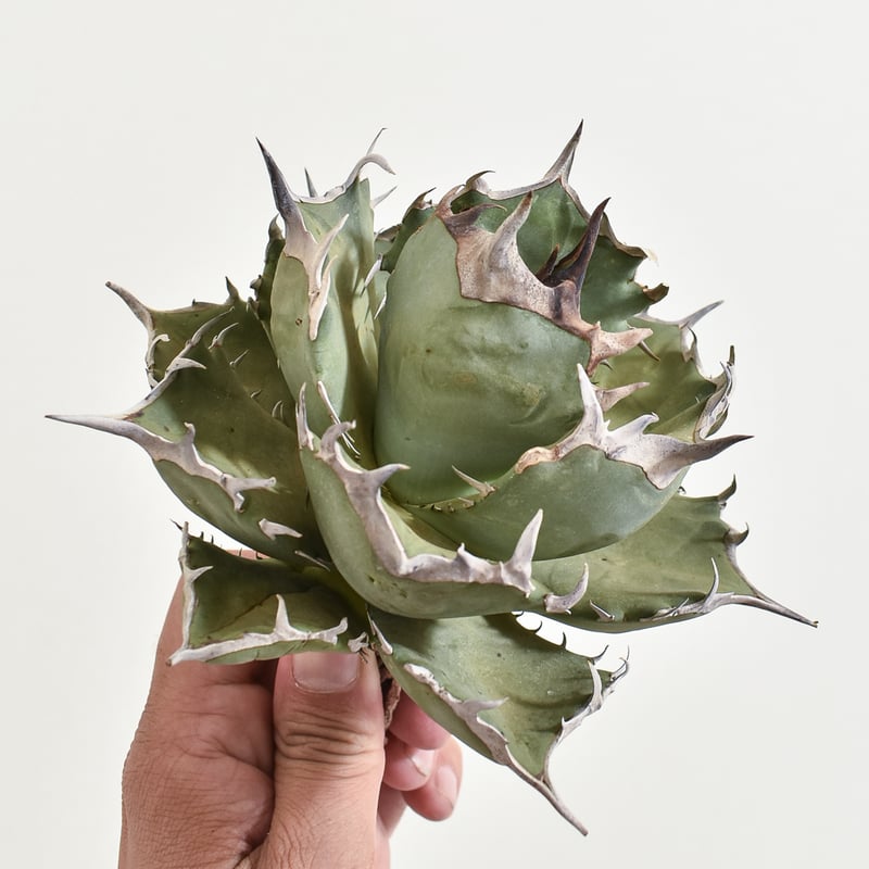 アガベ　チタノタ　NOVA Agave titanota