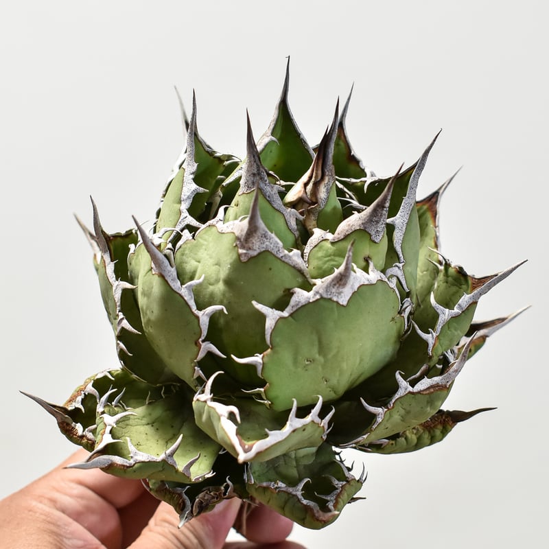 アガベ チタノタ 