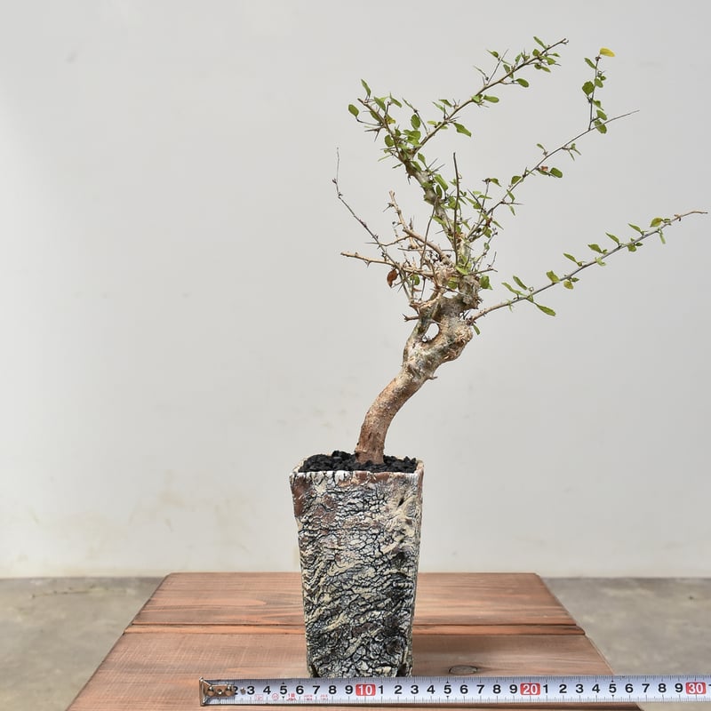 コミフォラ シンプリキフォリア【発根済み】HK2400026(T) | RAFLUM