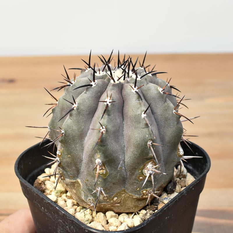 コピアポア シネレア 