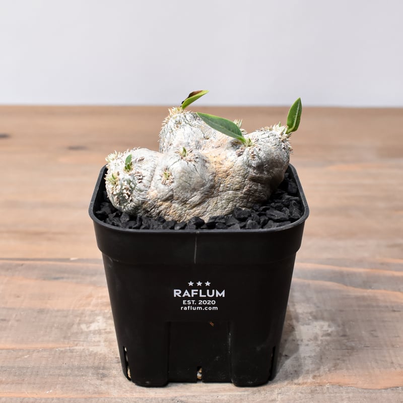 パキポディウム ブレビカウレ 