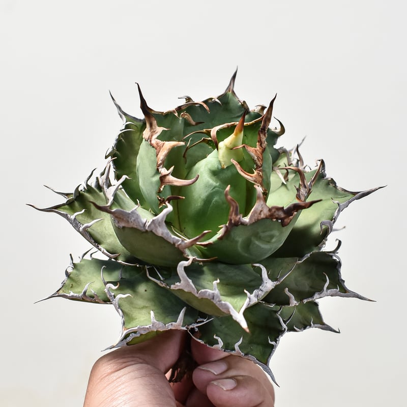 Agave titanota チタノタ トリカラー 親株 希少株　価格交渉可 アガベ チタノタ 