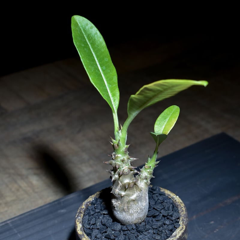 パキポディウム ウィンゾリー （発根済み）typeF RF221107 | RAFLUM /