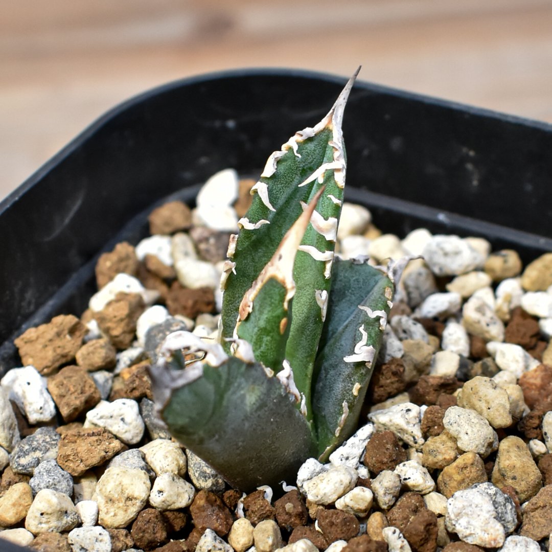 アガベ チタノタ ゴジラ 