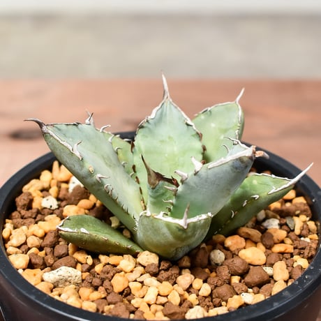 アガベ チタノタ  フェニックス "鳳凰"【発根済み/子株】C RF240004