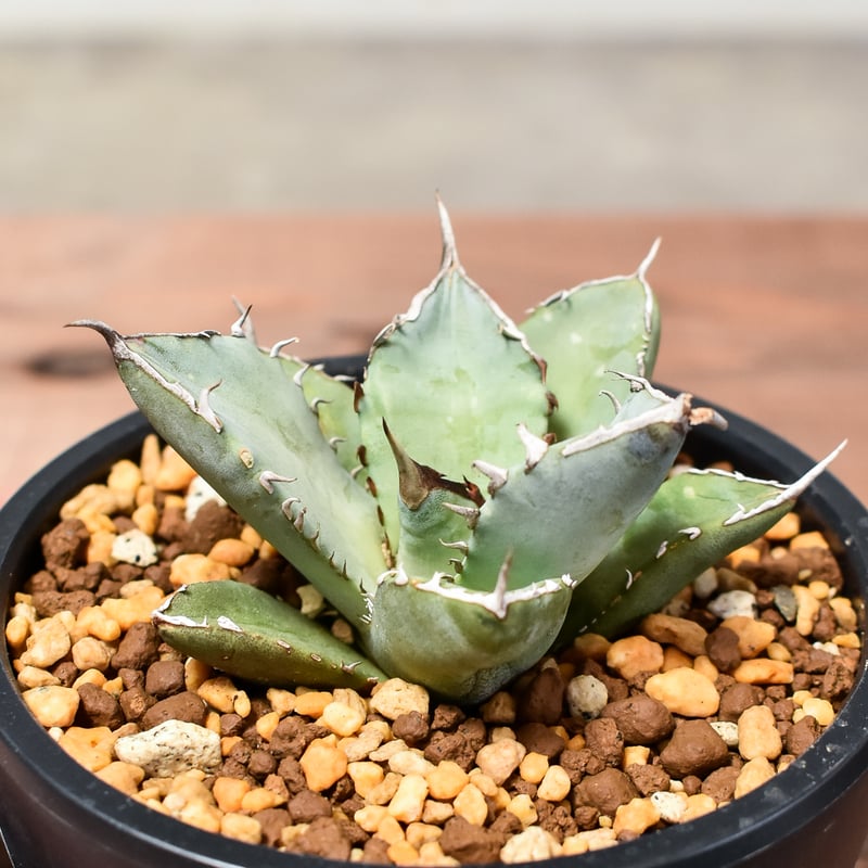 アガベ チタノタ フェニックス 