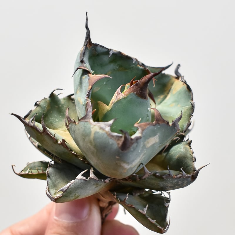 アガベ 特選 ブラック・アンド・ブルー BB根付苗 台湾産正規品 極上苗 アガベ チタノタ ブラックアンドブルー / BB 藍球 【台湾産/抜き苗販売