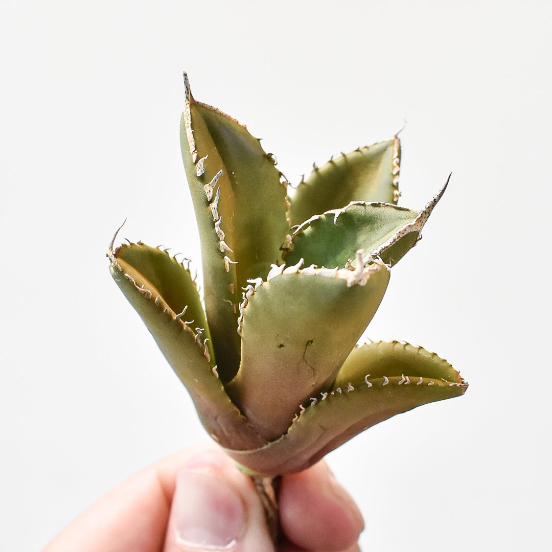 アガベ チタノタ シャークソード 