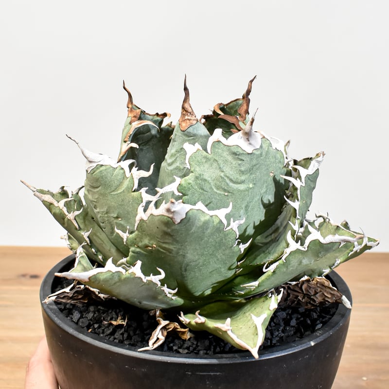 アガベ チタノタ ソーラーエクリプス 