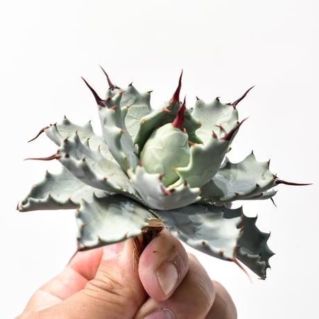 アガベ ハイブリット アメリカ白銀甲蟹(美系白銀)×象牙妖炎【台湾botanical_seeker産/選抜株】RF25011802