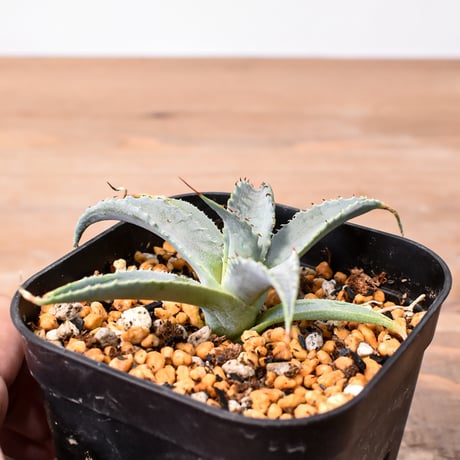 アガベ ハイブリット 雷帝×妖炎(イシスメンシス×ユタエンシス) 【台湾botanical_seeker産】C