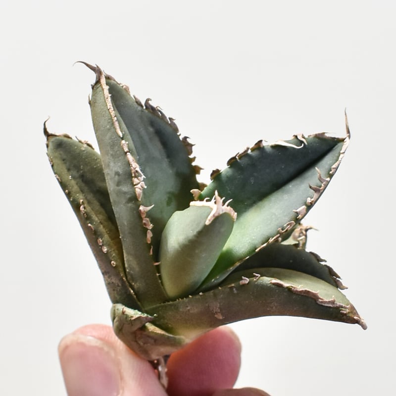 アガベ チタノタ 