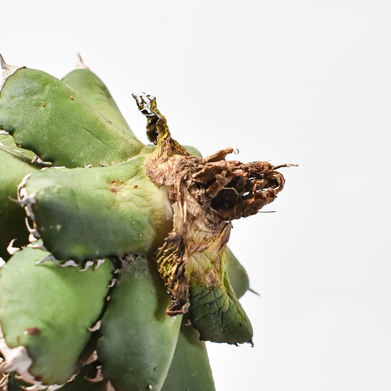 オテロイ実生株　選抜 アガベ オテロイ 実生選抜のススメ(と私の考え)｜🍀GreenSnap