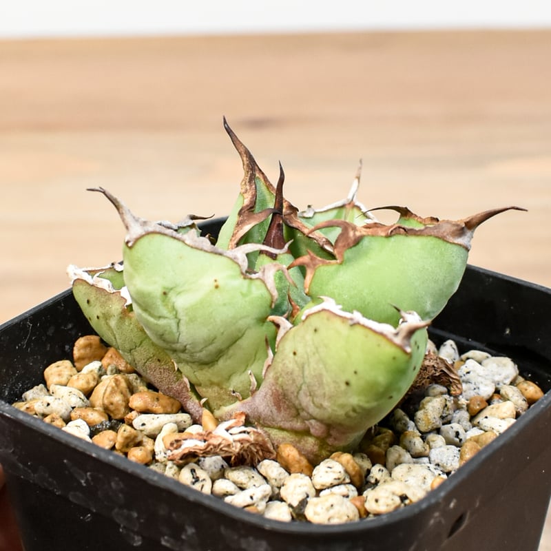 アガベ チタノタ 