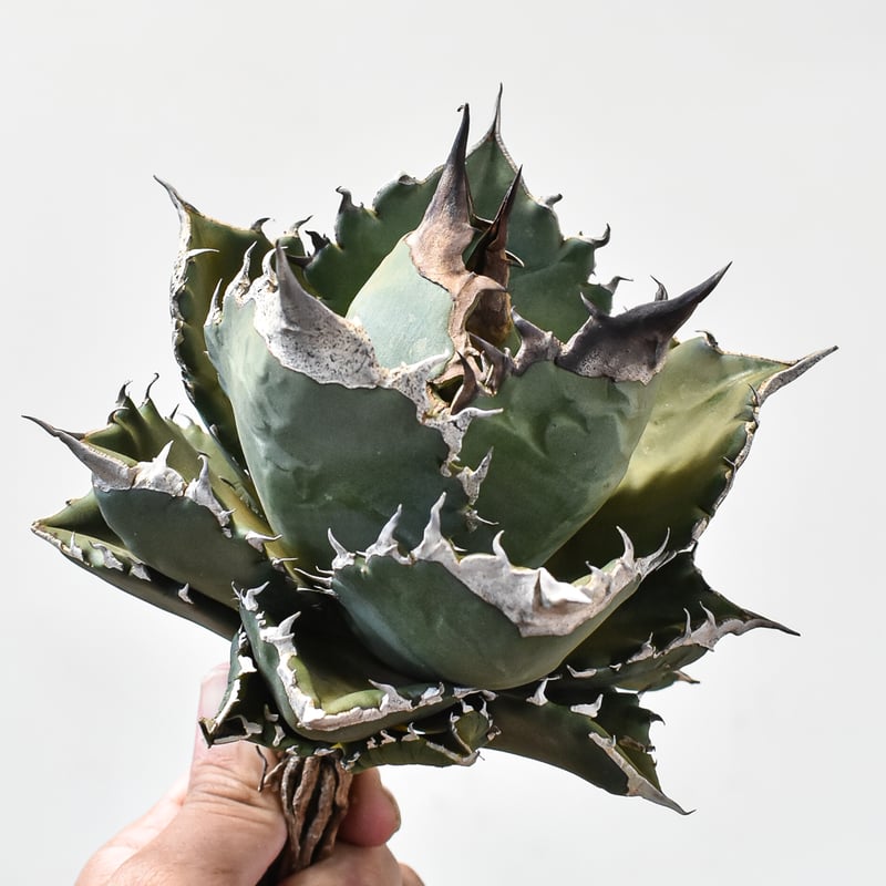 SALE中　アガベチタノタ　ホワイトファイヤーOC株　オテロイ実生　1981 アガベ チタノタ ホワイトファイヤー【トニー産】仔株付き TONY