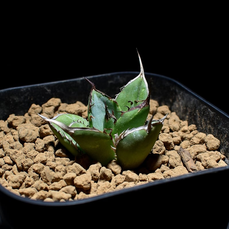 Agave ‘Night Fire‘　TC株 アガベ チタノタ 'ホワイトファイア' 白火焔 Agave titanota