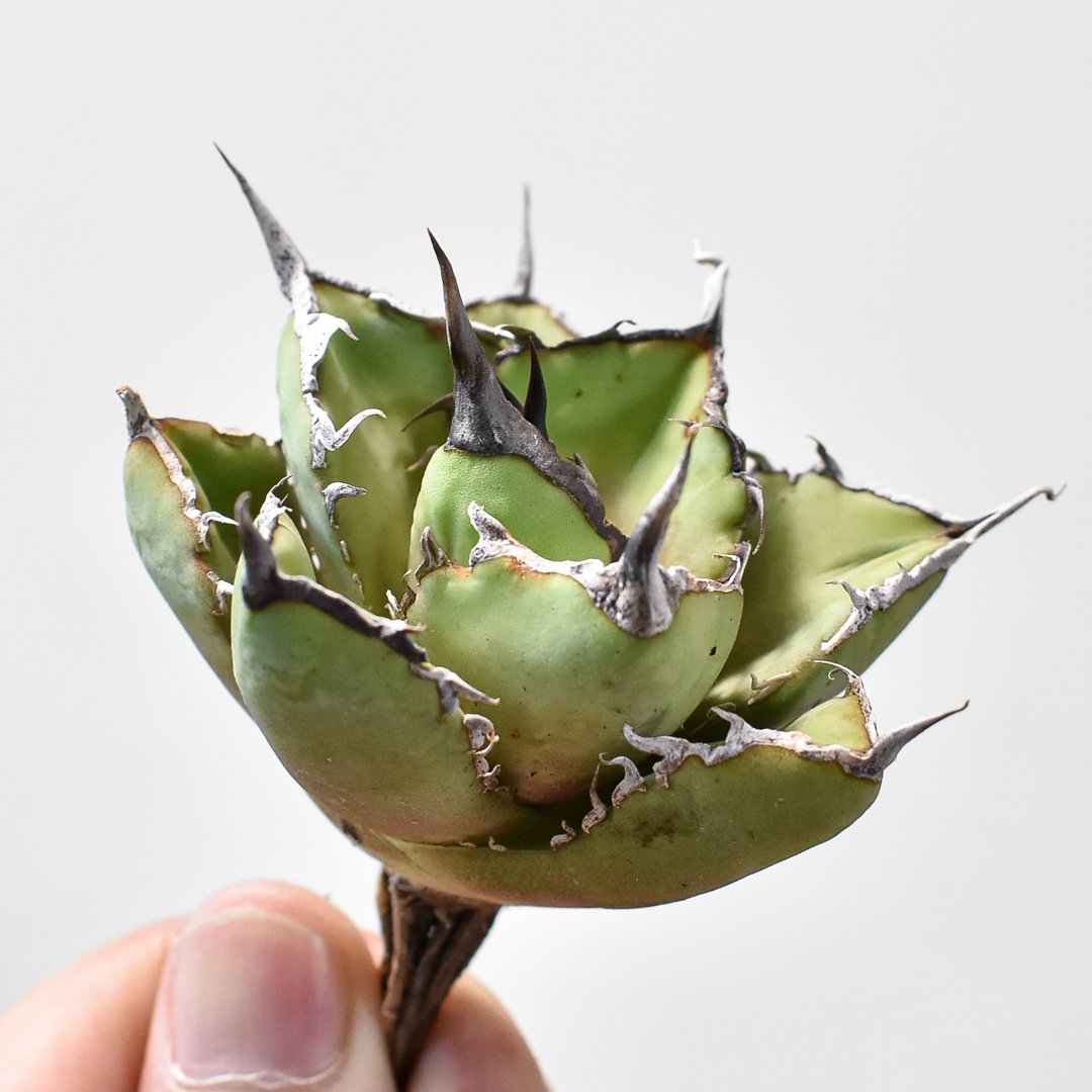 Berlin 産 \"烈焔\" ① 2025年最新】烈焔 アガベの人気アイテム - メルカリ