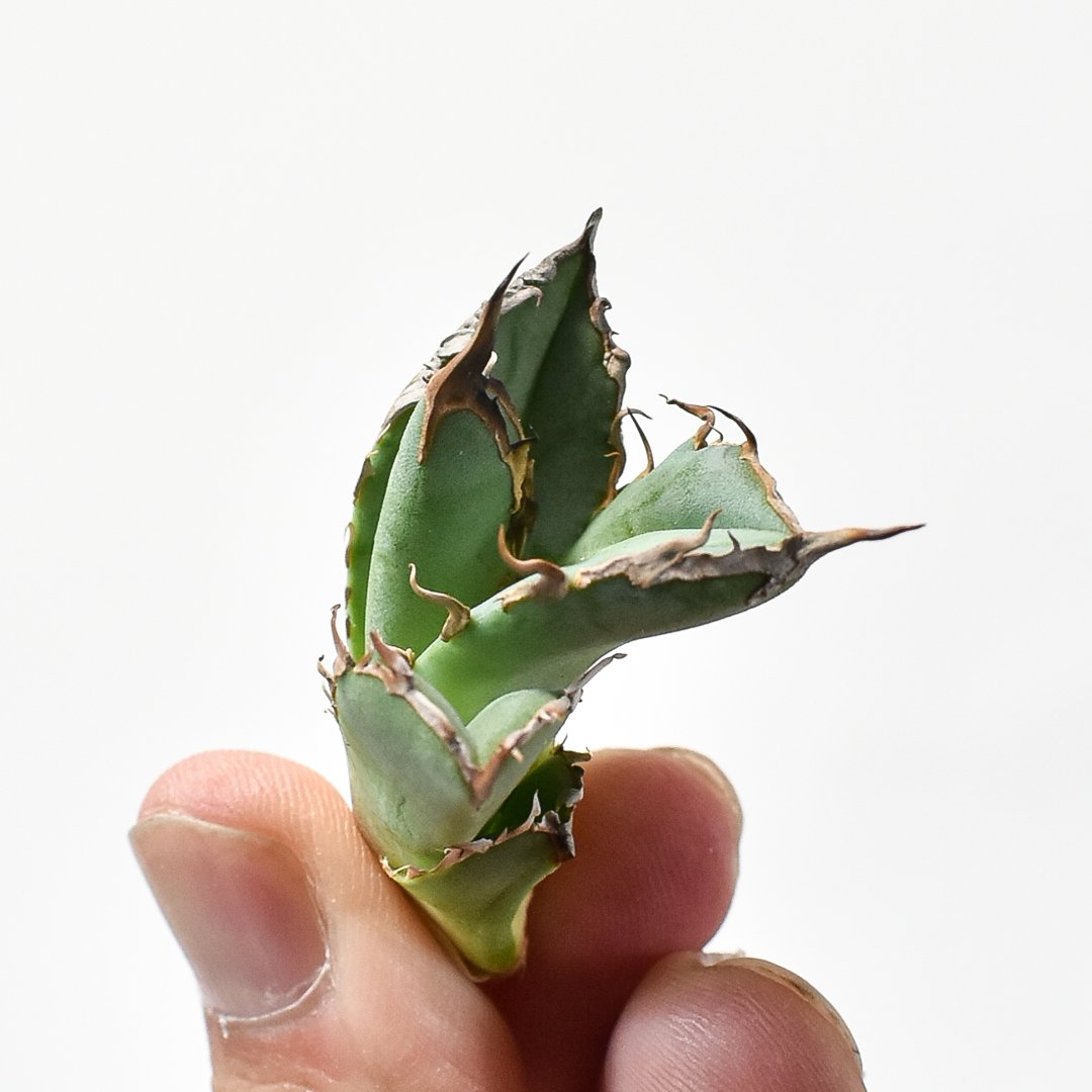 アガベ チタノタ 