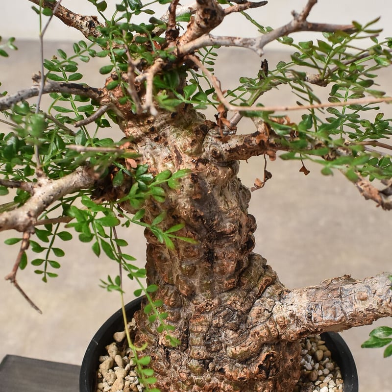 オペルクリカリア パキプス 未発根 初挑戦🌱オペルクリカリア