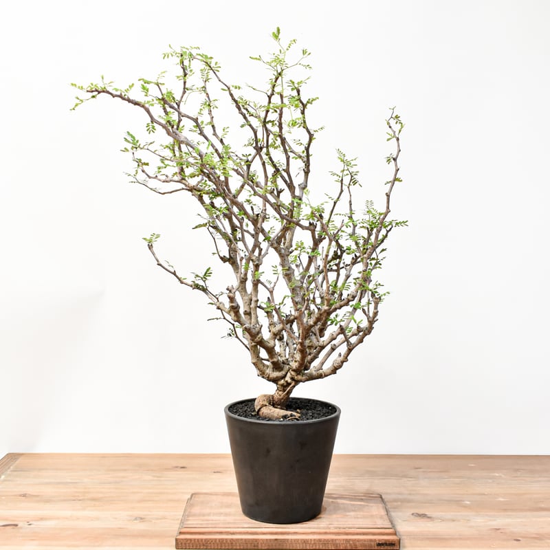 センナメリディオナリス 大株 【公式通販】