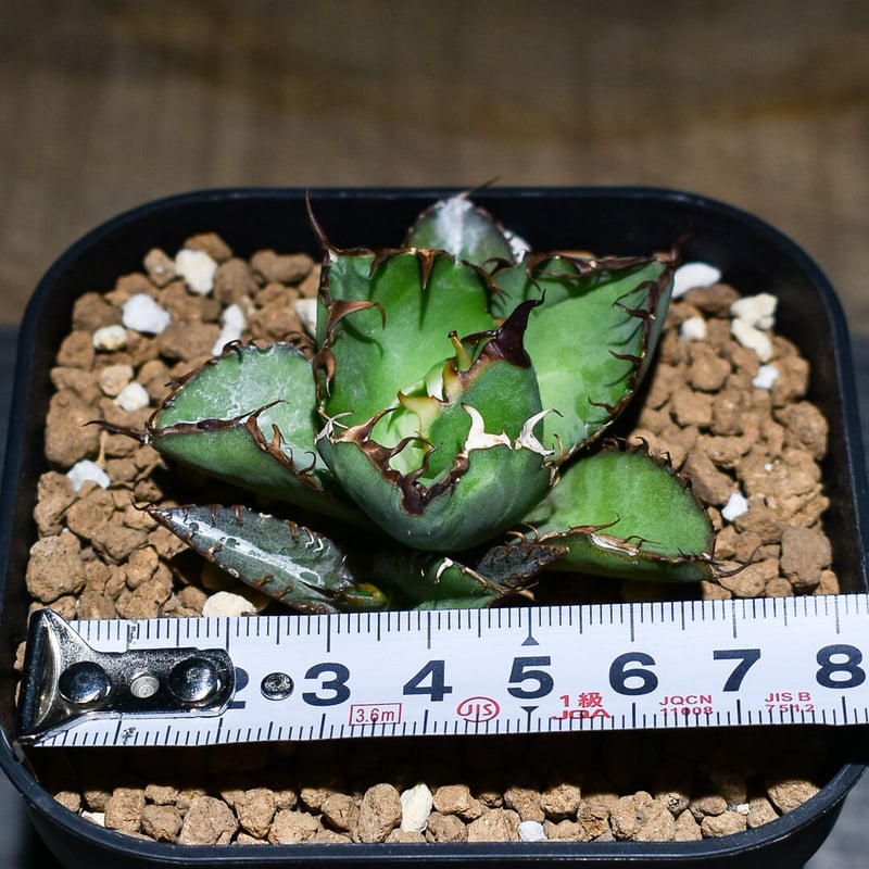 コレクション、美株】アガベ ブラックアンドブルー ボールタイプ 葉