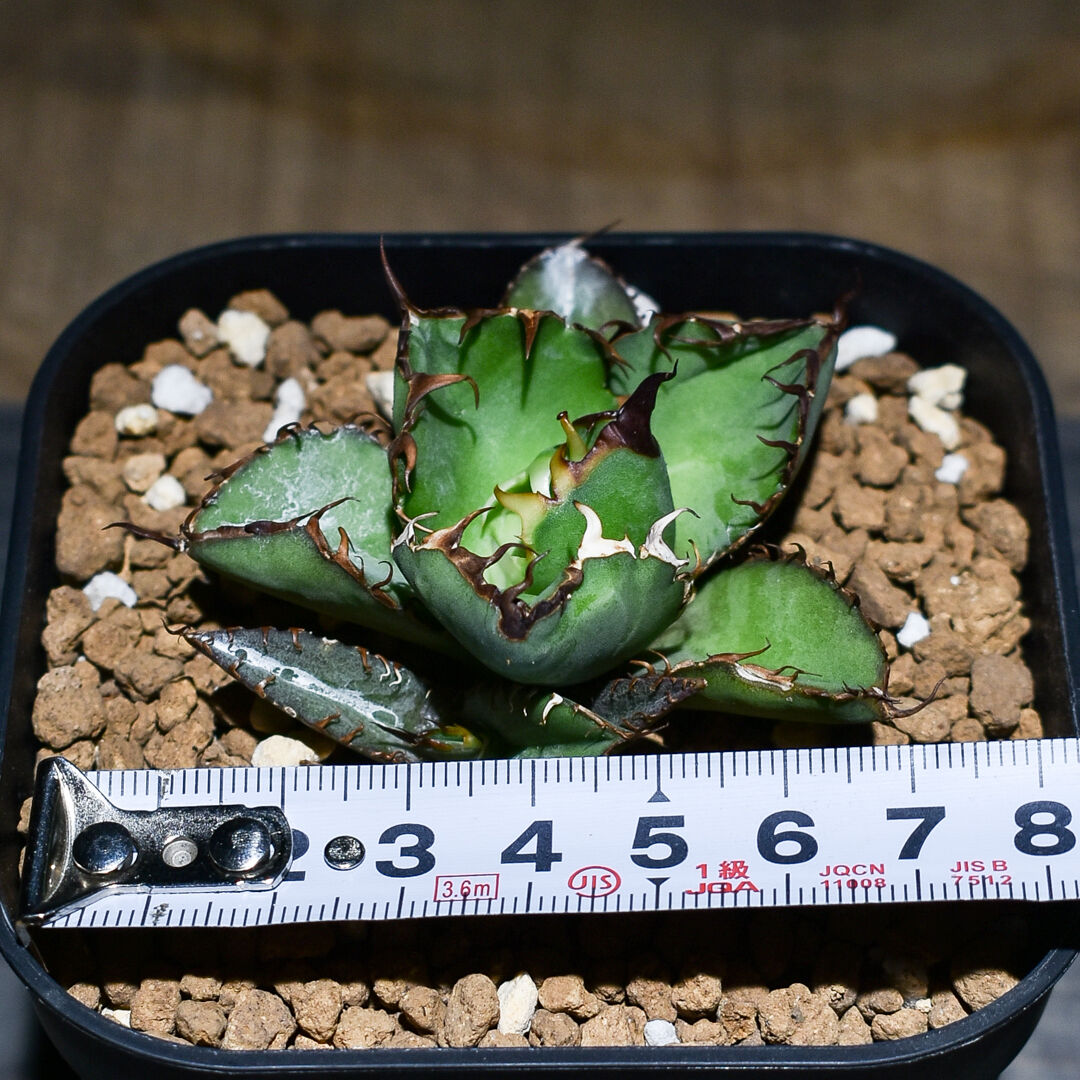 アガベ　チタノタ　ボールタイプ【特大株】 発根済み　子株あり② アガベ チタノタ ブラックアンドブルー 