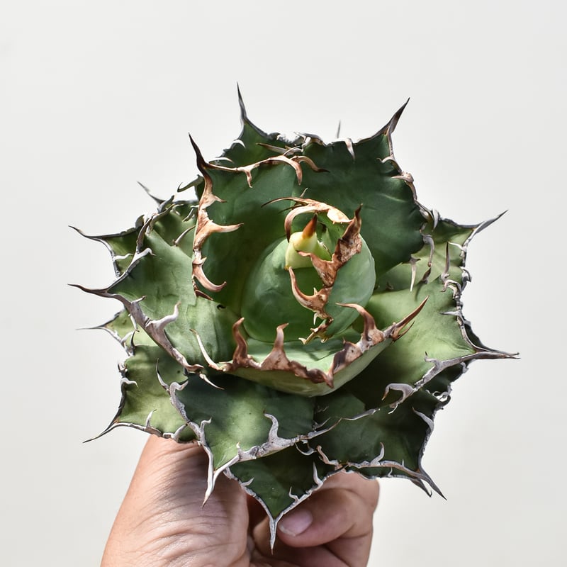 チタノタシーザー 台湾lize産 凱薩 大株 【公式通販】