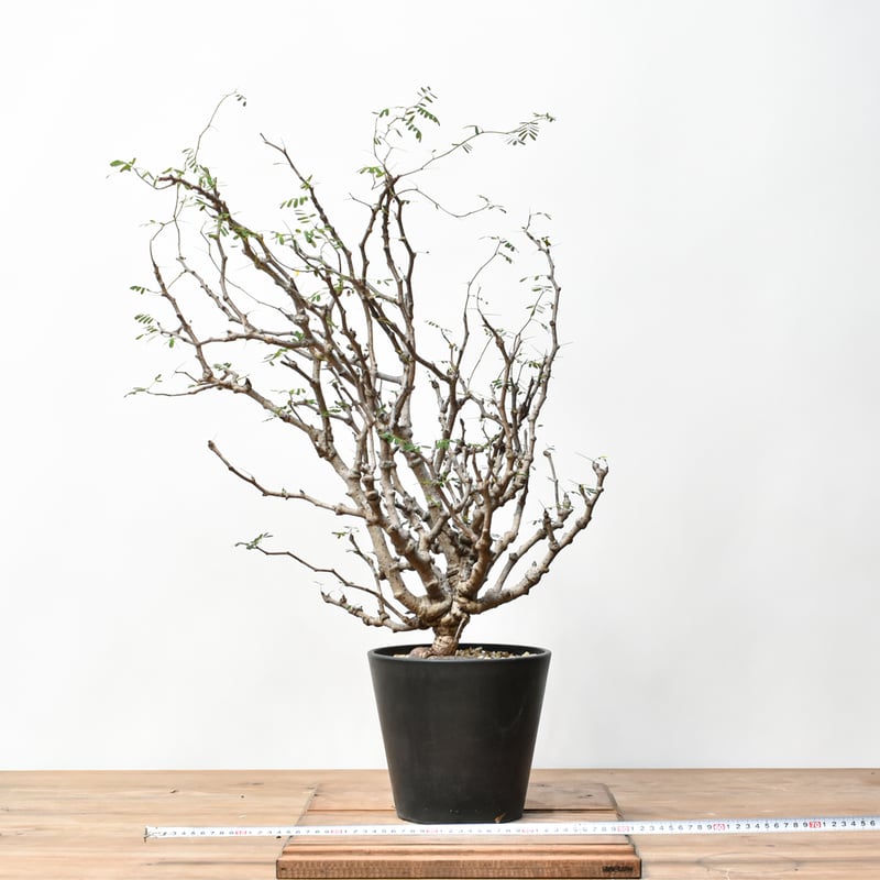 センナ　メリディオナリス　大株 センナ メリディオナリス 