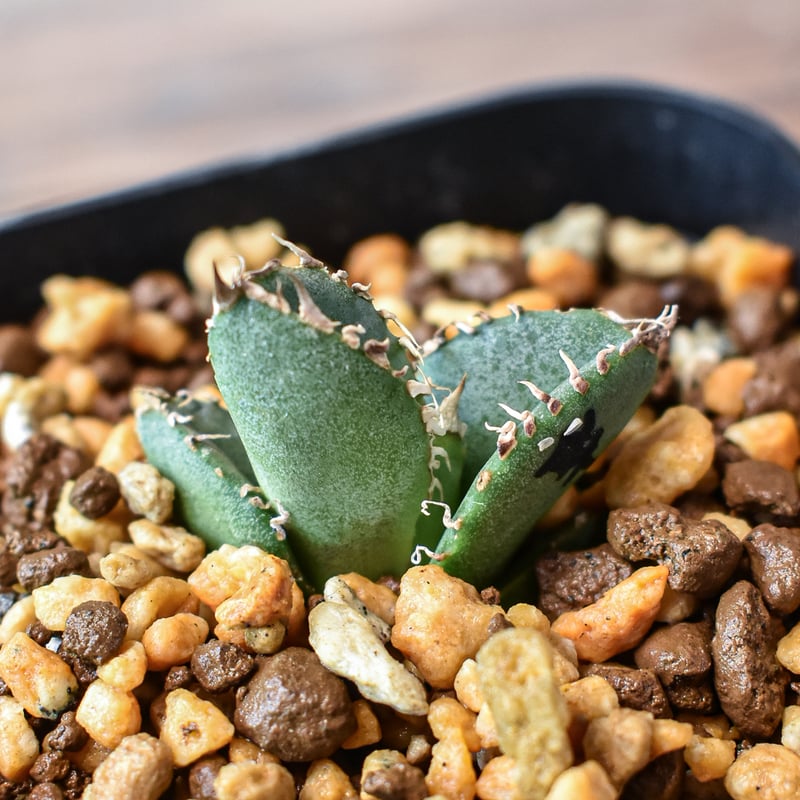 アガベ チタノタ 麻花 Solo産 子株 Dragon Agave産》アガベ チタノタ