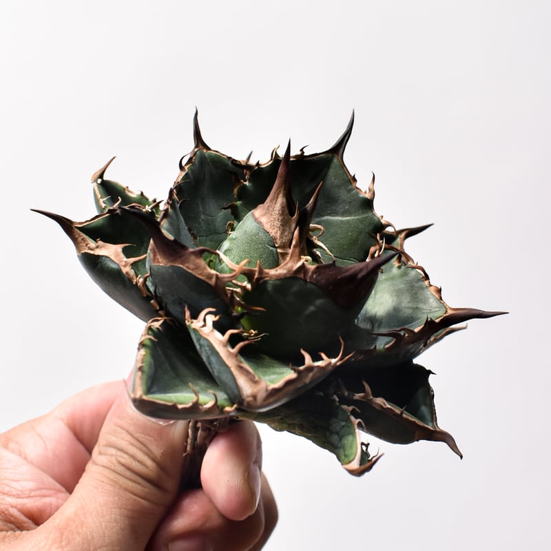 【Dragon Agave産】AGAVE TITANOTA 緑犀牛 アガベ チタノタ 