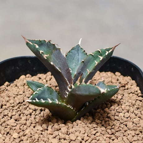 アガベ　チタノタ　台湾産　ホワイトファイヤー　子株 fit=scale-down,w=1200