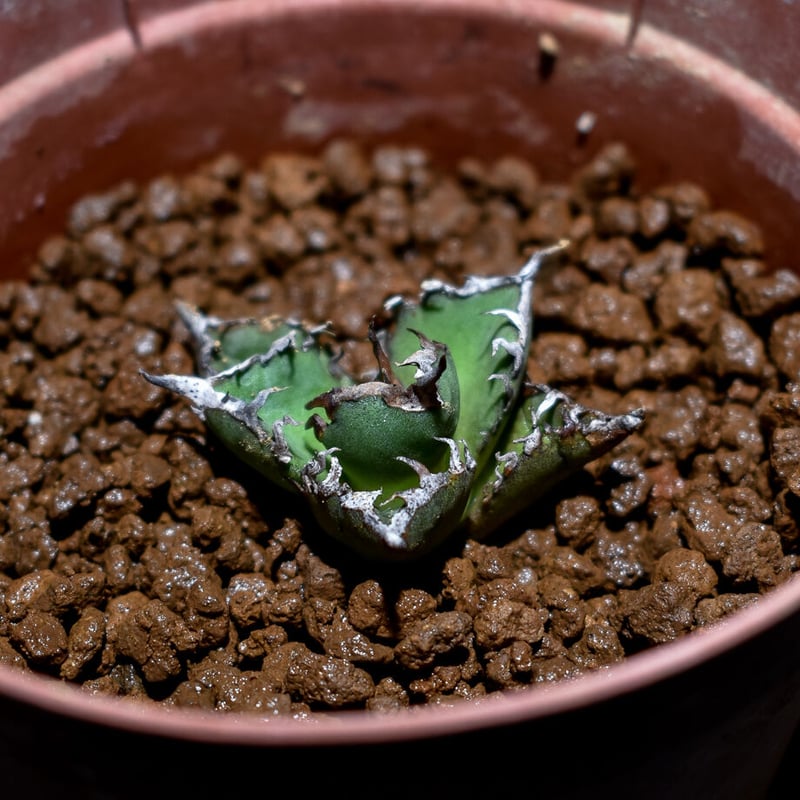 アガベ チタノタ sharkshoui シャークソウイDennis020 千鳥影 Amazon.co.jp: agave titanota sharksoui アガベ チタノタ