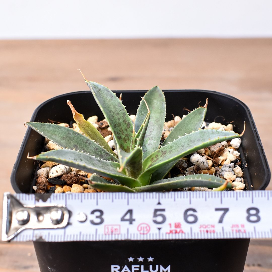 アガベ ハイブリット 