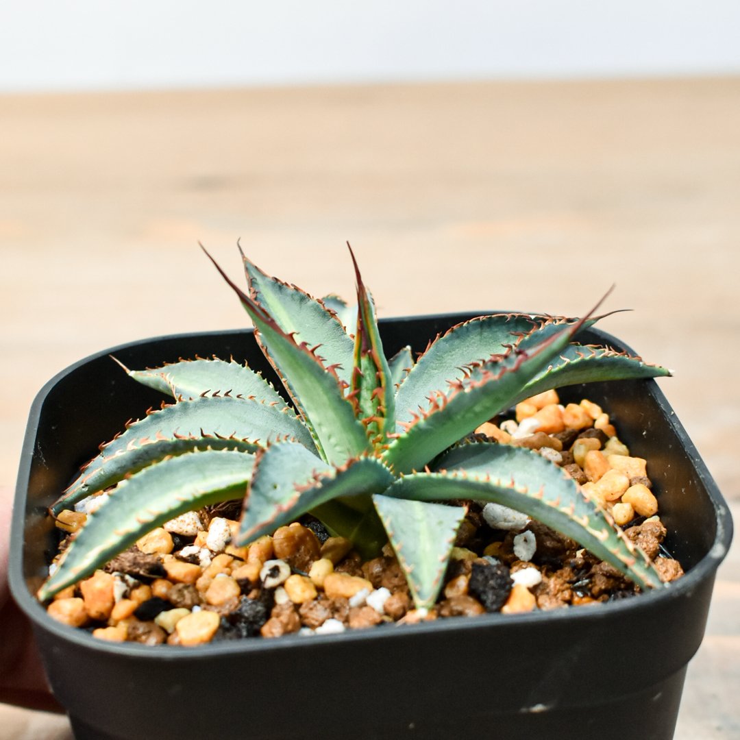 アガベ ハイブリット 