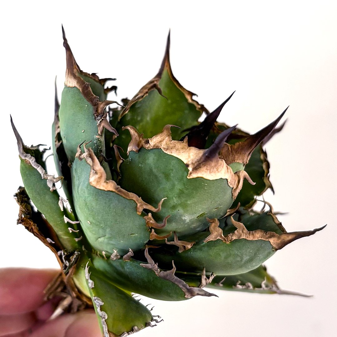 アガベ チタノタ 黒犀牛 超選抜　子株活着済み アガベ チタノタ 黒犀牛（狂戦士選抜）子株