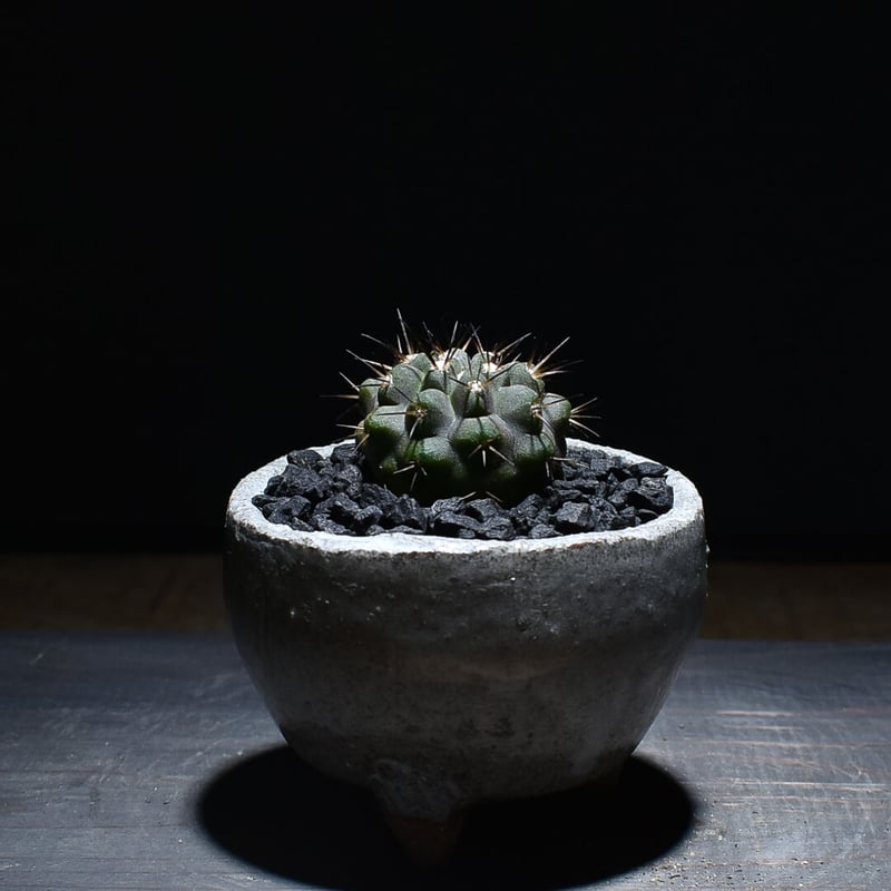 美形 黒王丸 実生 コピアポア シネレア 濃黒棘 白肌 青白系 【公式通販】