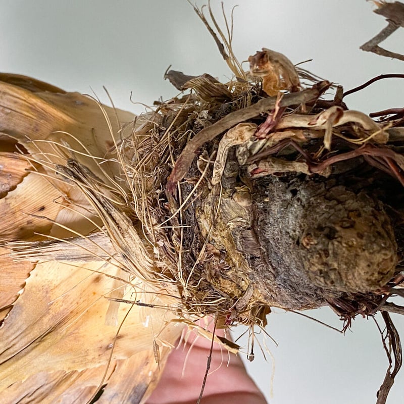 Agave アガベ ユタエンシス エボリスピナ 現地球 抜き苗 陽炎】アガベ ユタエンシス エボリスピナ （抜き苗販売）RF22905