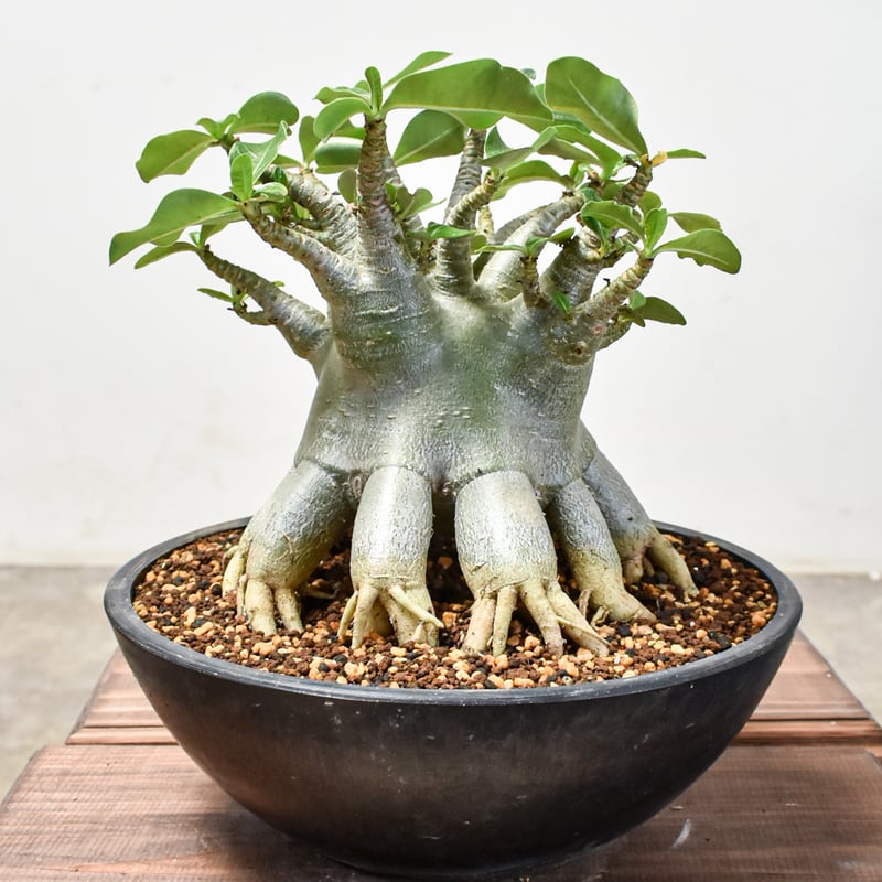 アデニウム アラビカム【発根済み】HK2401347 | RAFLUM / ラフラム