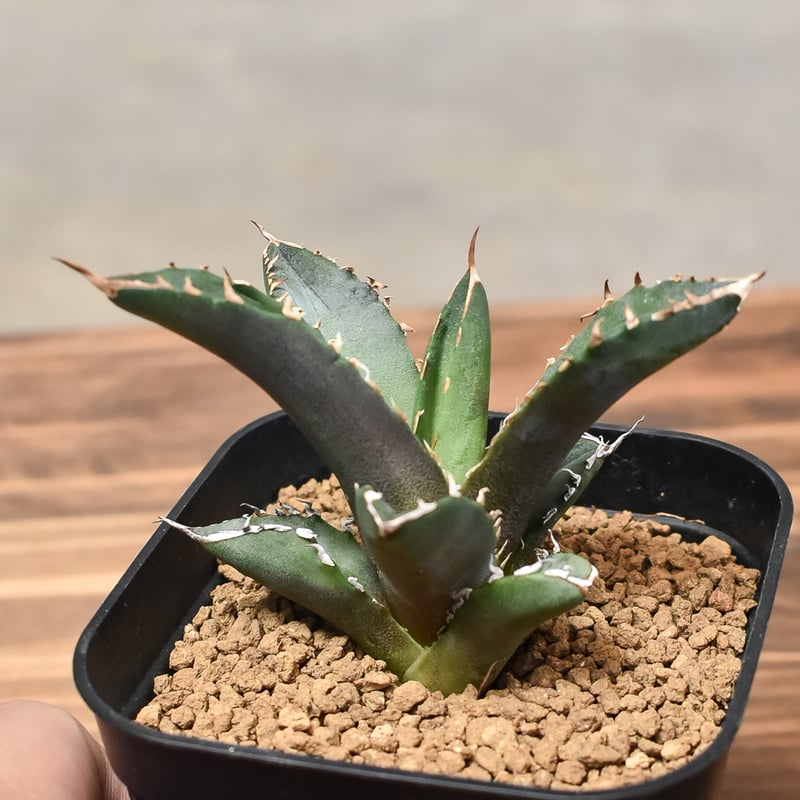 Agave アガベ　チタノタ　 白虎　白焔の選抜株　台湾株 Agave アガベ チタノタ 白虎 白焔の選抜株 台湾株 - メルカリ